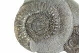 Two Ammonite (Dactylioceras) Fossils In Concretion - England #181898-1